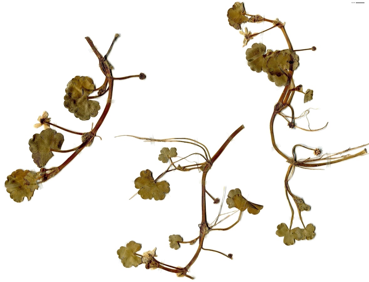 Ranunculus omiophyllus (Ranunculaceae)
